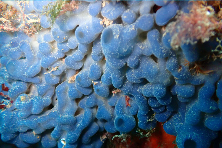 تصویر اسفنج‌های هموسکلرومورف (homoscleromorpha)
